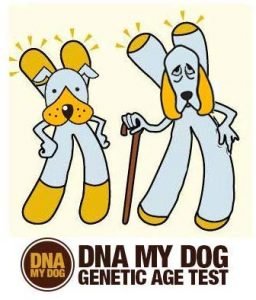 Canine Genetic Age Test DNA My Dog NEXTGEN